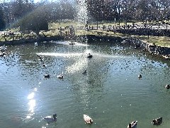 Our Daily Walk; Duck Pond